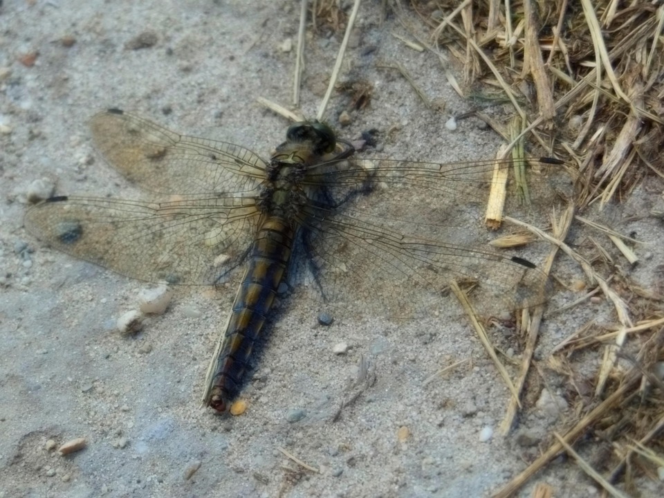 Szitakötö Insect Arthropod - Free photo on Pixabay - Pixabay
