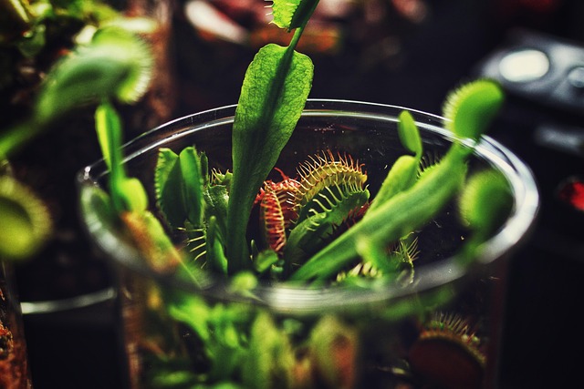 Free Venusflytraps Nature photo and picture