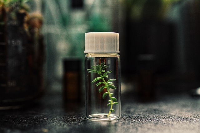 Free Venusflytraps Flytraps photo and picture