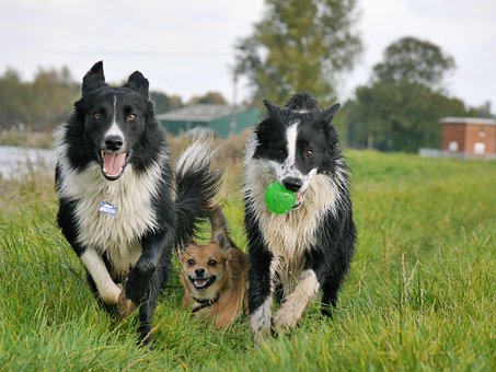 Glade Hunde, Hunde, Der Leger