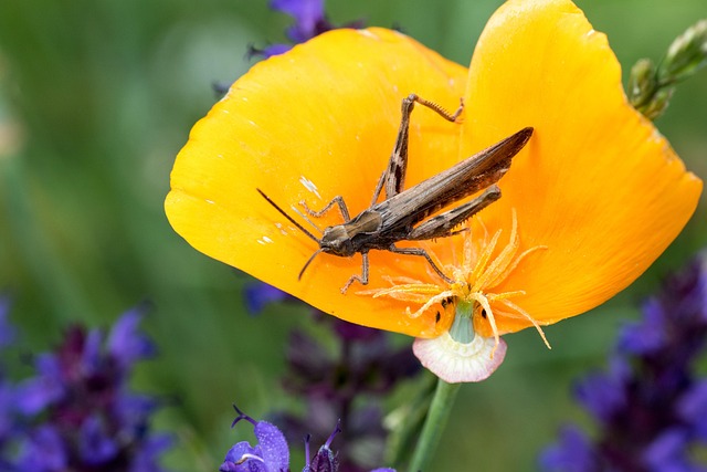 Free Brown Grasshopper Grasshopper photo and picture