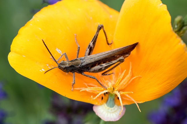 Free Brown Grasshopper Grasshopper photo and picture