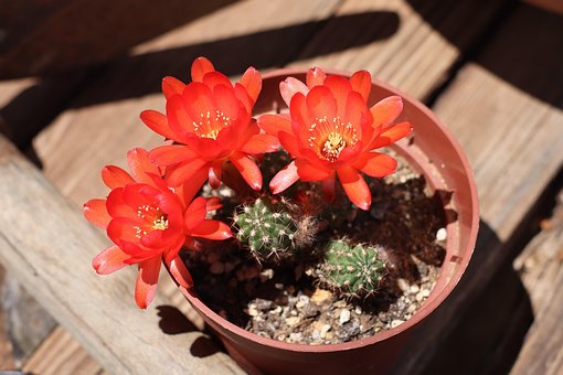 Free Cactus Flowers photo and picture