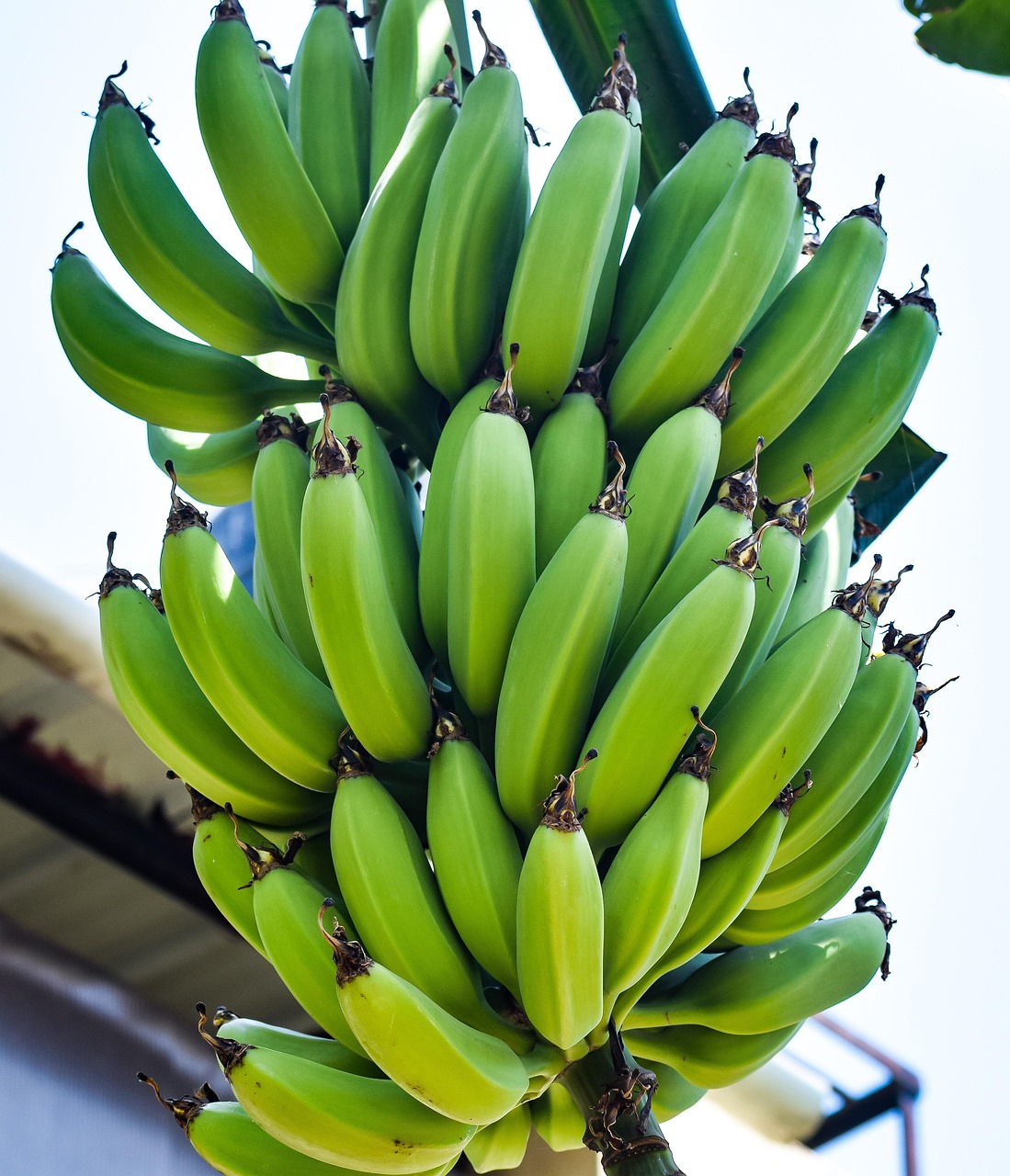 Plátanos Racimo Frutas - Foto gratis en Pixabay - Pixabay