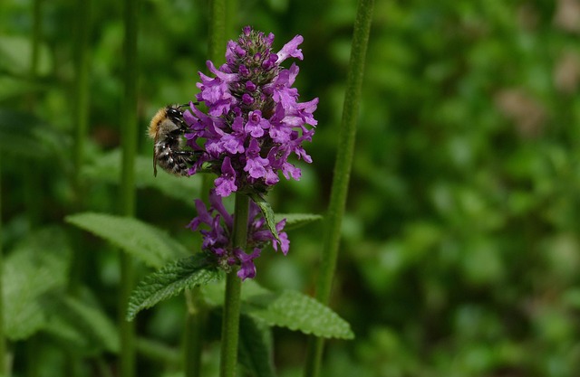 Free Stachys Hummelo Bee photo and picture