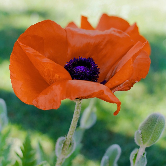 Free Flower Poppy photo and picture
