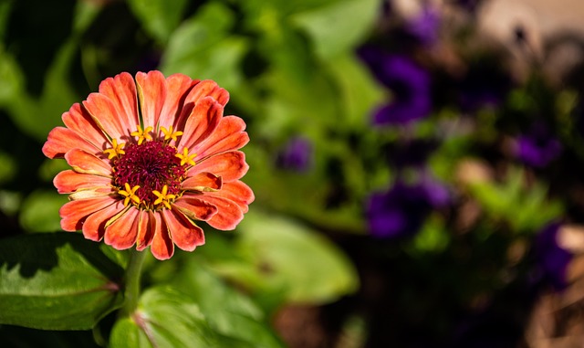 Free Zinnia Flower photo and picture