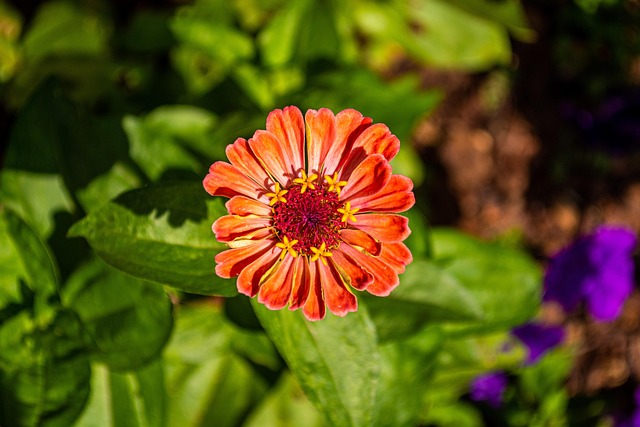 Free Zinnia Flower Wallpaper photo and picture