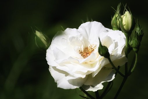 남편 도박 빚 아내 파산 면책 신고 서류 작성1