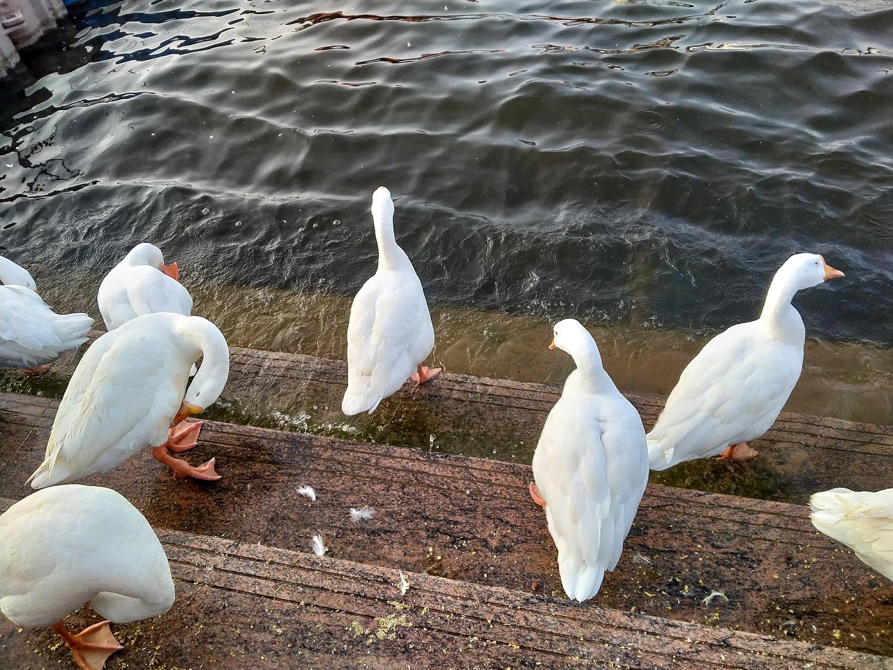 Goose Ducks Wildlife Free photo on Pixabay