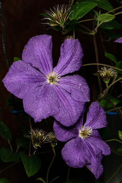 Clematis, Bloem, Petal, Natuur, Paars