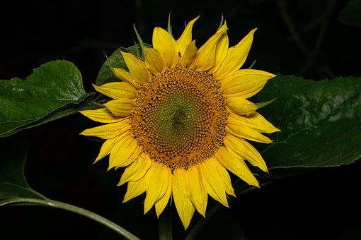 Zonnebloem, Natuur, Geel, Zomer