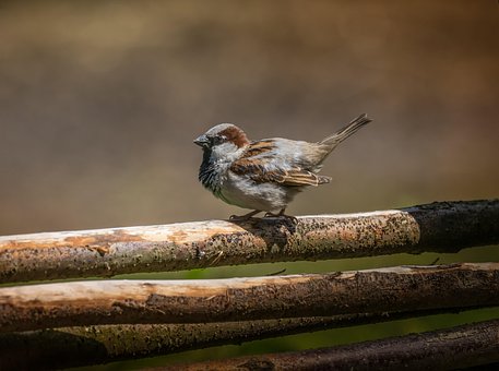 Vrabie, Pasăre, Animale, Pasarico