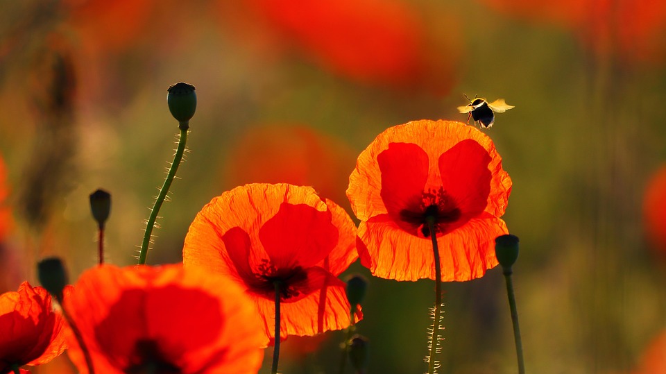 Mohn Rot Wiese - Kostenloses Foto auf Pixabay - Pixabay