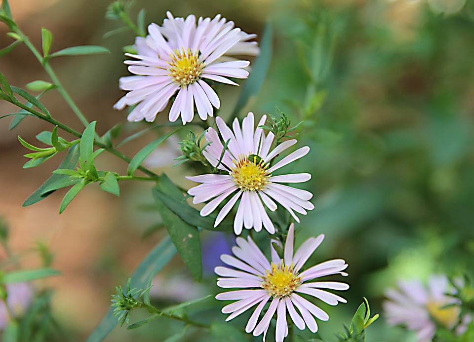 aster-5346866_960_720.jpg