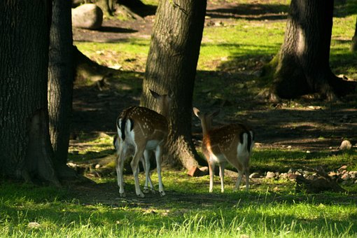 Free Roe Deer photo and picture