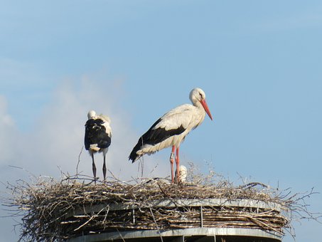 Free Stork Storch photo and picture