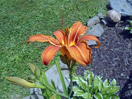 Free Woman Flower photo and picture