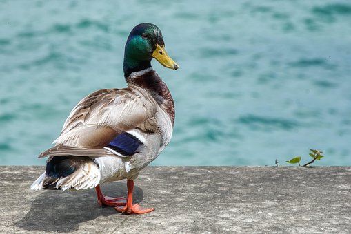 Gråand, Anas Platyrhynchos, Anatidae