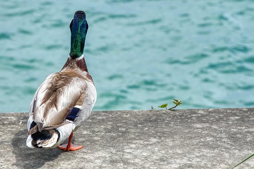 Gråand, Anas Platyrhynchos, Anatidae