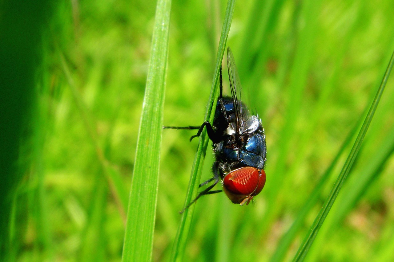 On The Fly In Background - Free photo on Pixabay - Pixabay