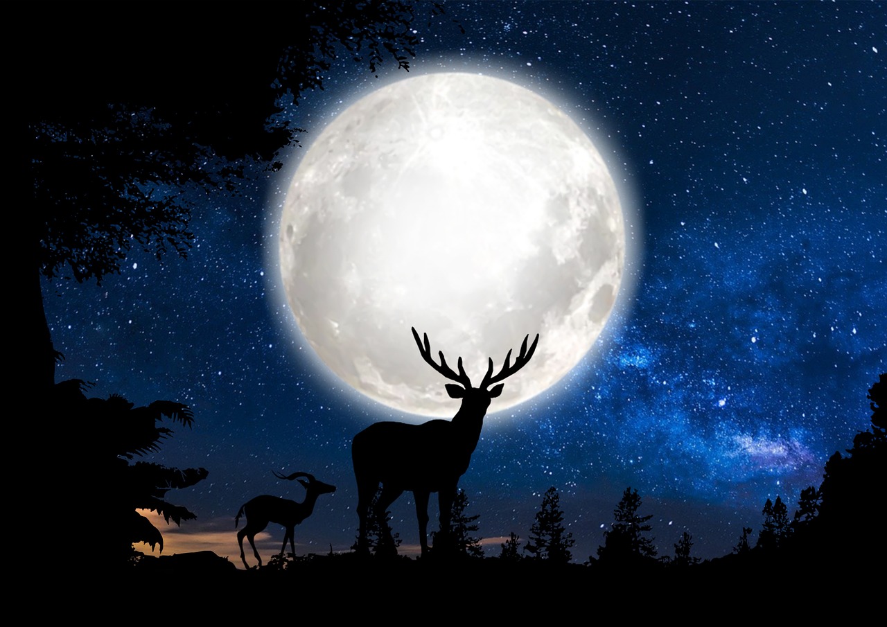 Deer Moon Space Free photo on Pixabay Pixabay