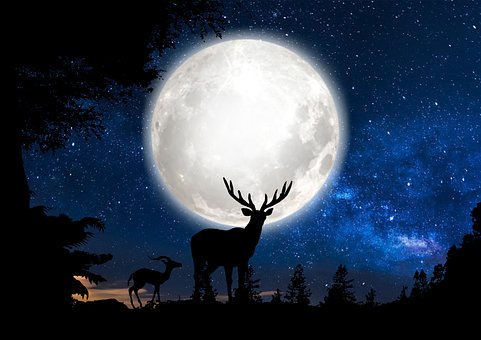 Hirsch, Mond, Raum, Die Natur
