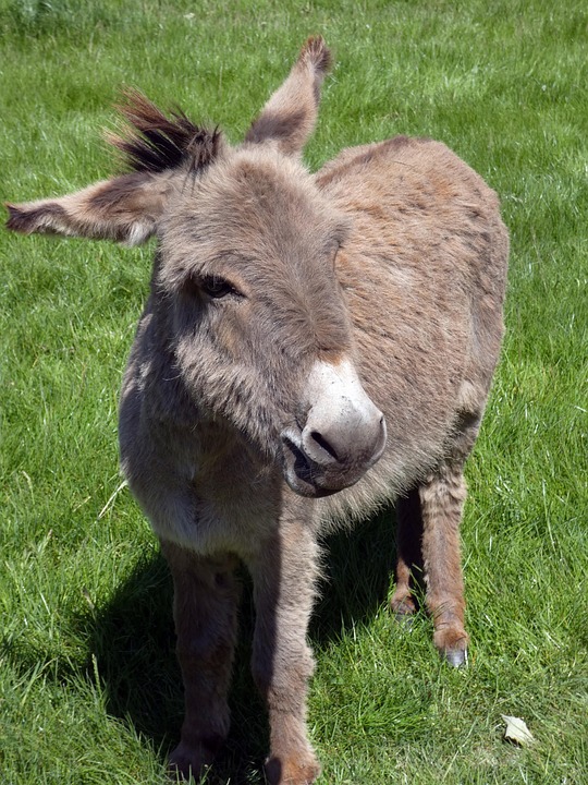 Donkey Asinus Equine Free Photo On Pixabay