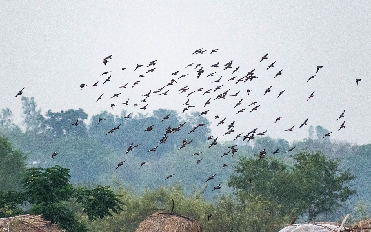 鳥 群れ 飛行 Pixabayの無料写真