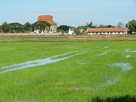 Free Paddy Cambodia photo and picture