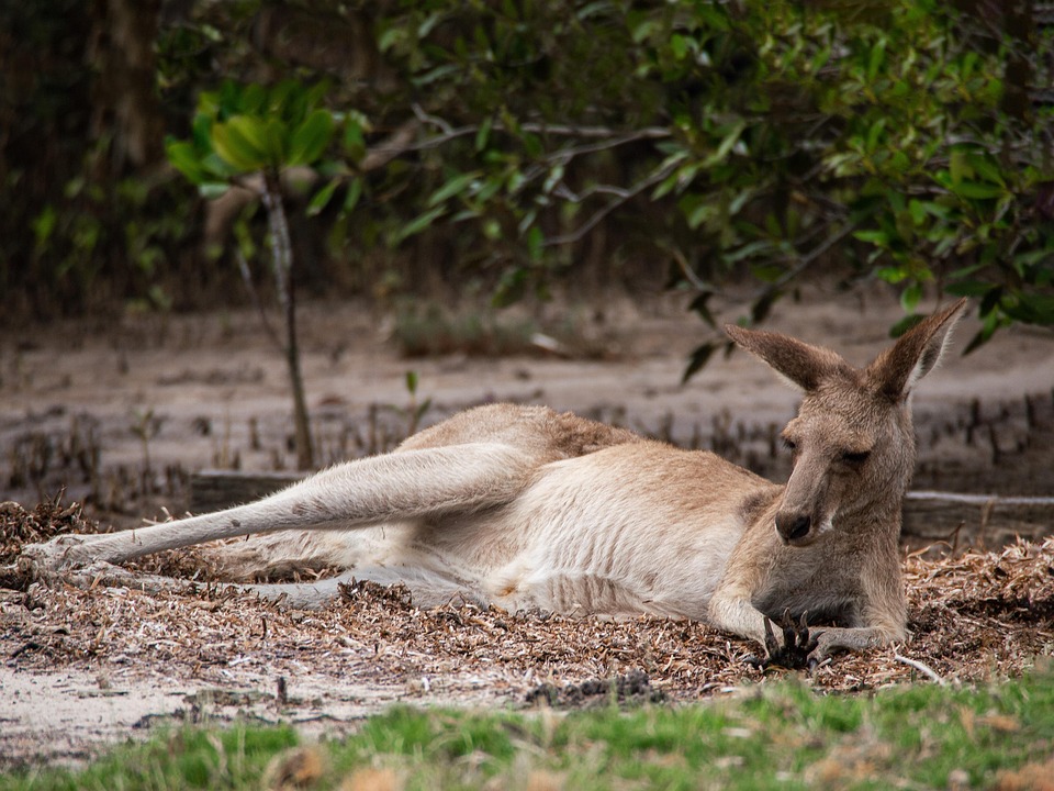 Kangarooo Roo Kangaroo Roo Mammal - Free photo on Pixabay - Pixabay