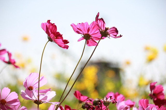 Free Flower Wallpaper Hd photo and picture