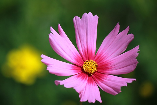 Free Background Windows Wallpaper photo and picture