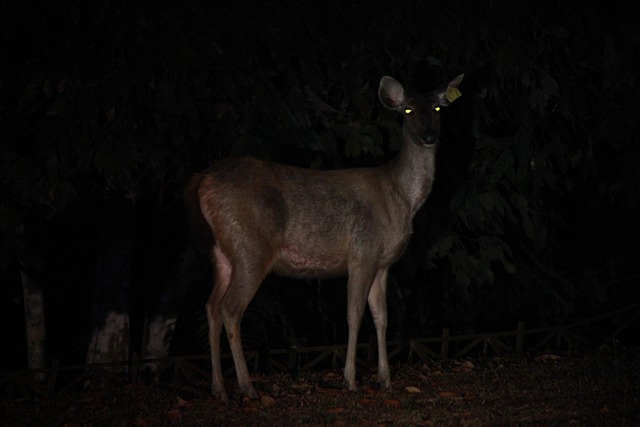 Free Wild Deer Night photo and picture
