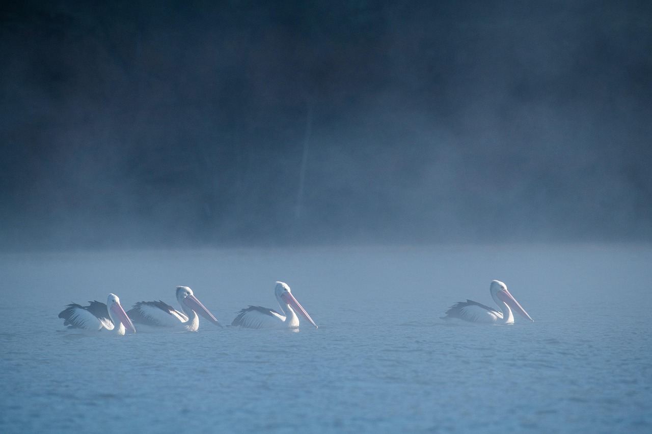 Australian Pelican - free online jigsaw puzzle photo