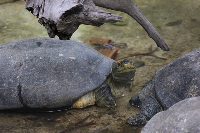 Free Funny Turtle Turtle photo and picture