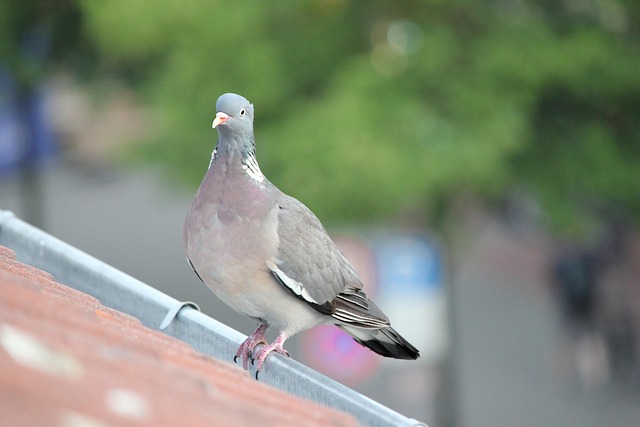 Free Dove Roof photo and picture