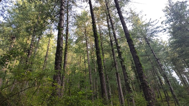 Free Trees Pine photo and picture