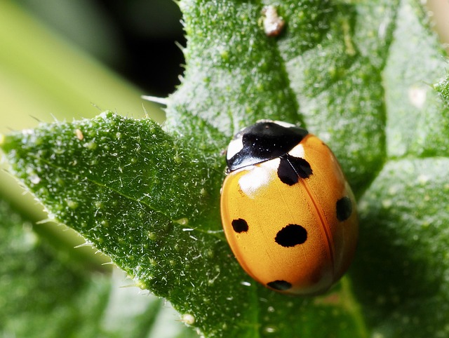 Free Ladybird 5-Spot photo and picture