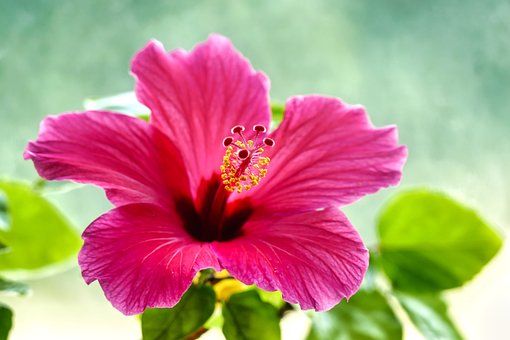 Free Flower Blossom photo and picture