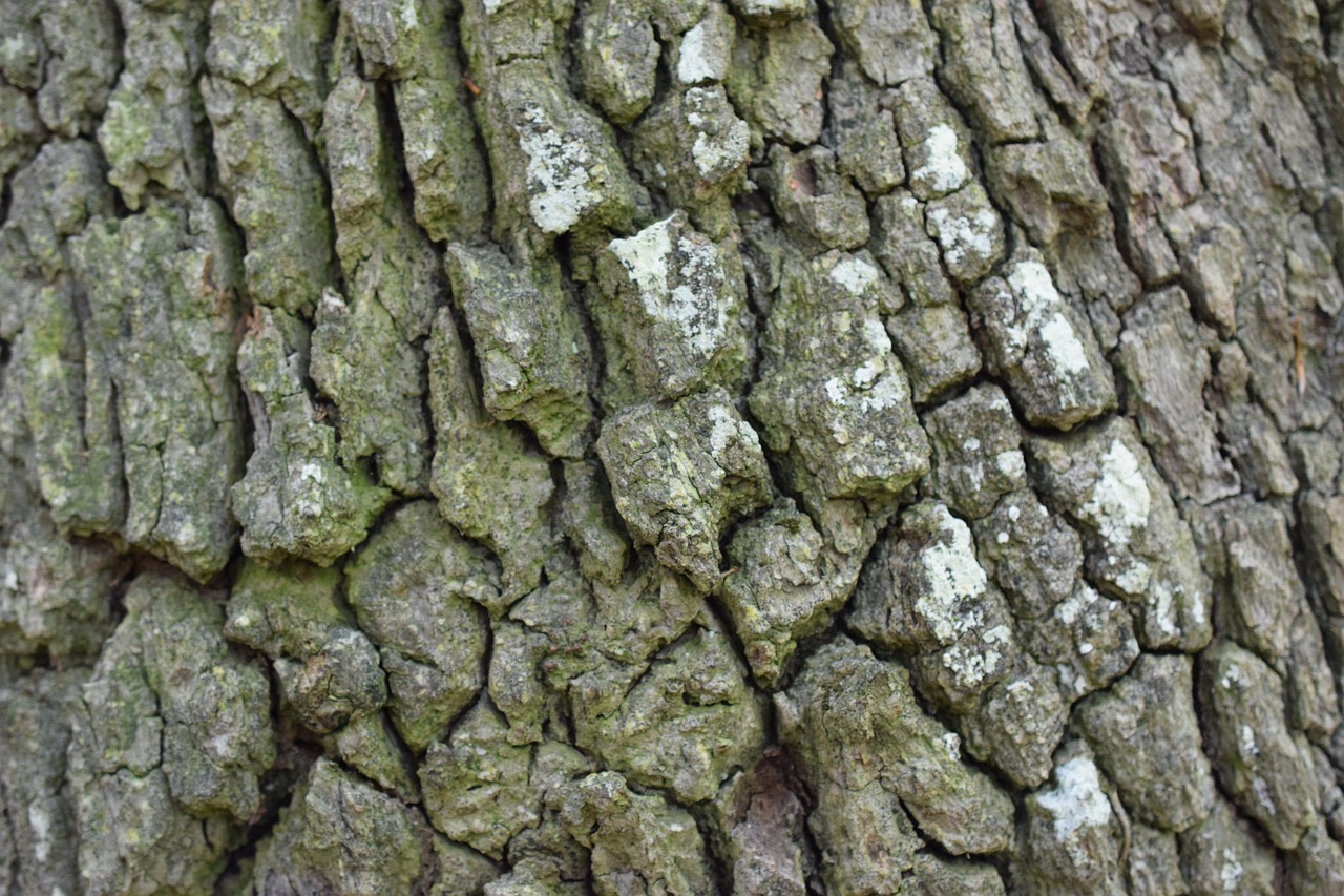 Bark Drink Nature Free photo on Pixabay Pixabay