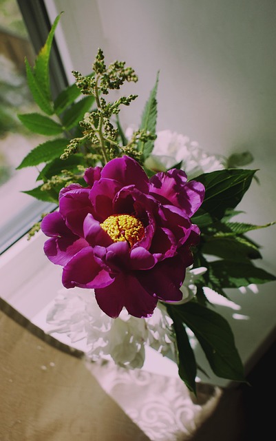 Free Macro Flowers photo and picture