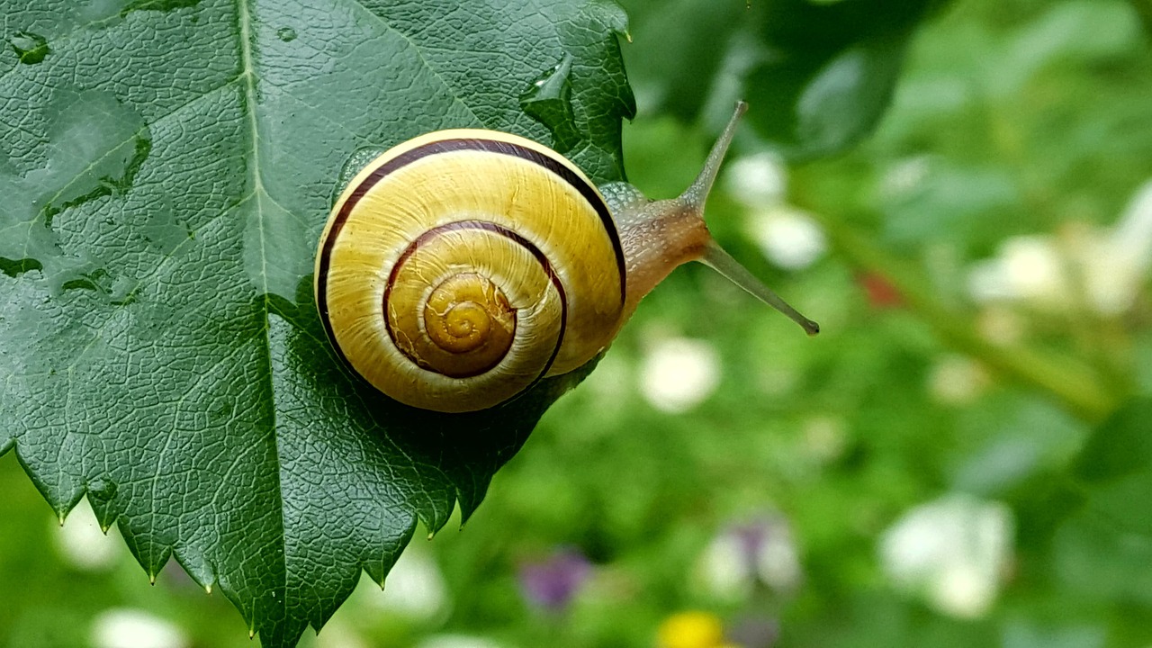 Snail Leaf Garden Free photo on Pixabay Pixabay