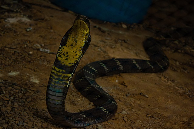 Free Snake Animal photo and picture