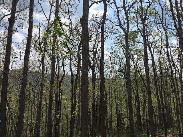 Free Deciduous Dipterocarp Forest Forest photo and picture
