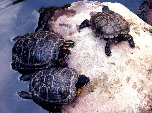 Free Turtle Nature photo and picture