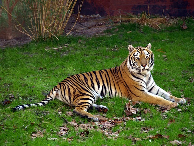Free Tiger Cat photo and picture