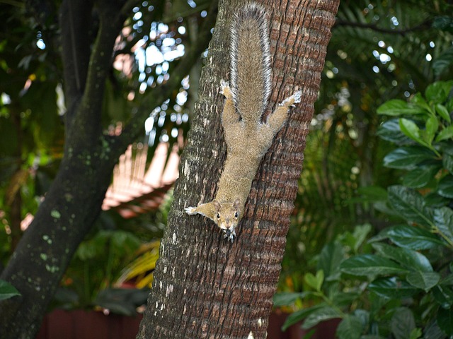 Free Squirrel Animal photo and picture