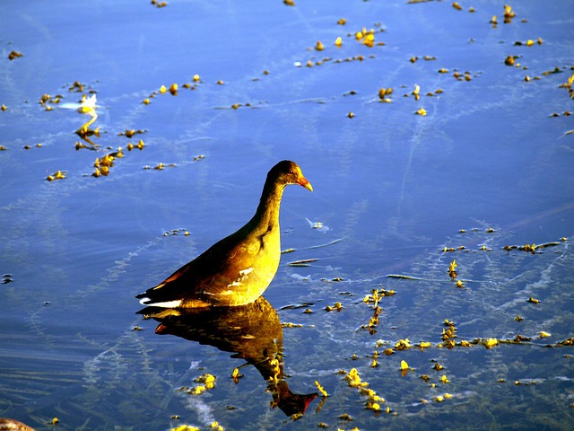 Free Moorhen Bird photo and picture