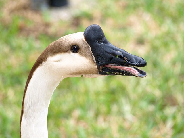 Free Goose Bird photo and picture